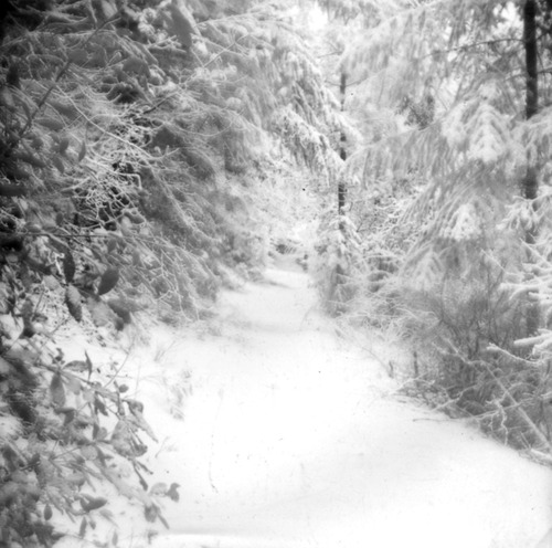 Click to see PIC 6-CAM 85 of Camptonville (PIC 6-CAM)