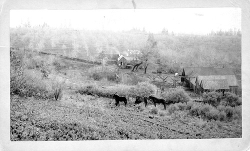 Click to see PIC 6-CHA 331 of Chapman Collection (PIC 6-CHA)