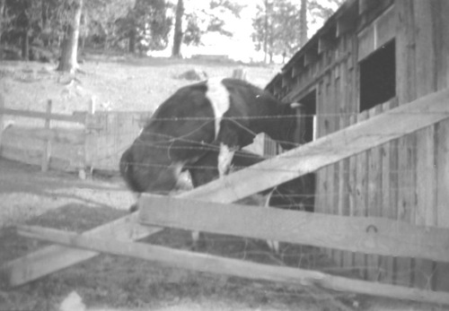 Click to see PIC 6-CHA-NEG 74 of Chapman Collection (PIC 6-CHA)