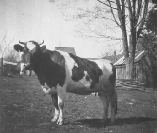 Click to see PIC 6-CRAIG 90 of Craig Family Album (PIC 6-CRAIG)