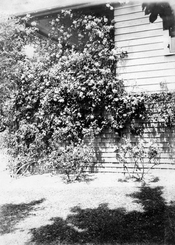 Click to see PIC 6-FOO 117 of Foote album (PIC 6-FOO)