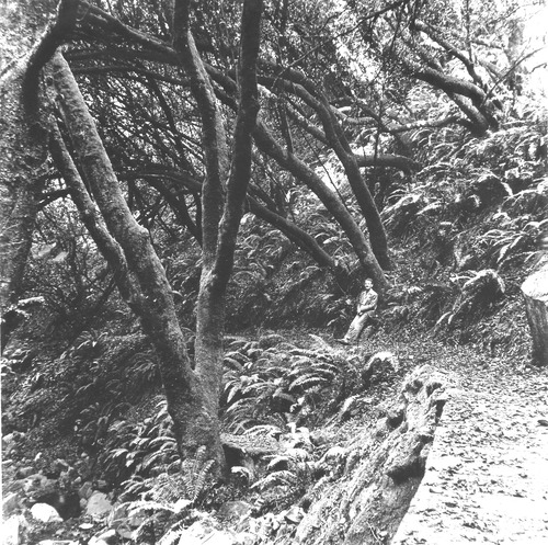 Click to see PIC 6-HAC 14 of Hackett Collection (PIC 6-HAC)