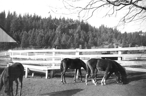 Click to see PIC 6-LOM 11 of Loma Rica Ranch (PIC 6-LOM)