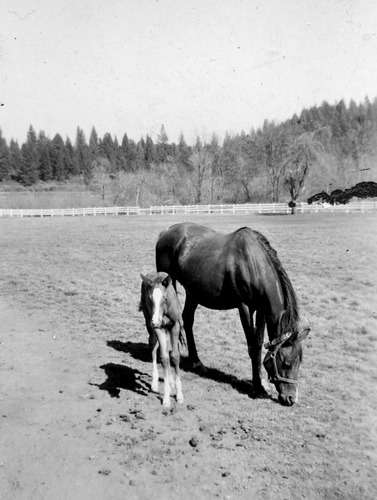 Click to see PIC 6-LOM 14 of Loma Rica Ranch (PIC 6-LOM)