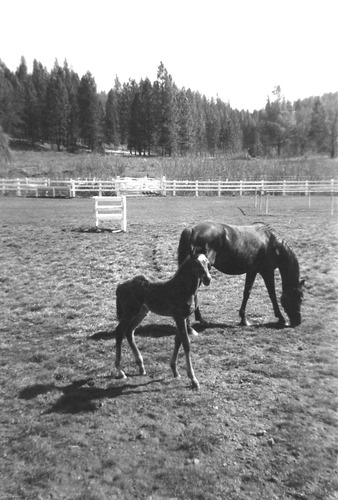Click to see PIC 6-LOM 15 of Loma Rica Ranch (PIC 6-LOM)