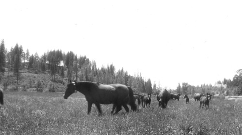 Click to see PIC 6-LOM 19 of Loma Rica Ranch (PIC 6-LOM)