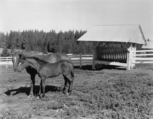 Click to see PIC 6-LOM 30A&B of Loma Rica Ranch (PIC 6-LOM)