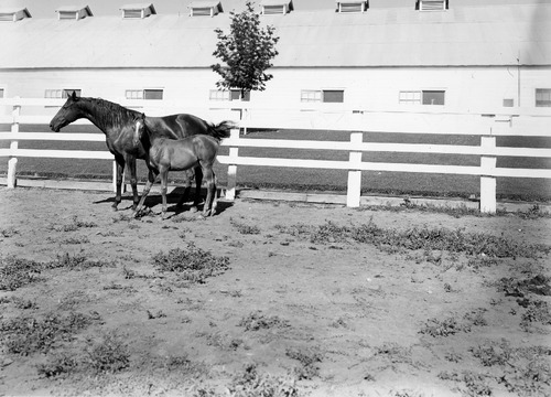 Click to see PIC 6-LOM 31A&B of Loma Rica Ranch (PIC 6-LOM)