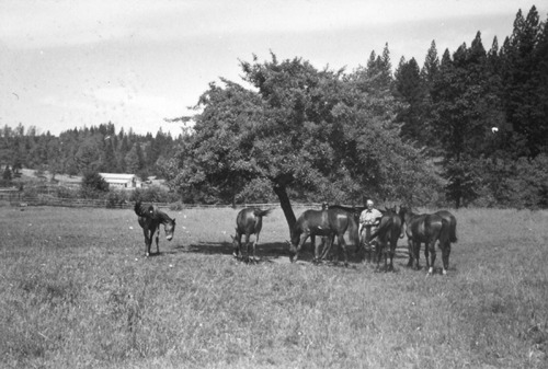 Click to see PIC 6-LOM 37 of Loma Rica Ranch (PIC 6-LOM)
