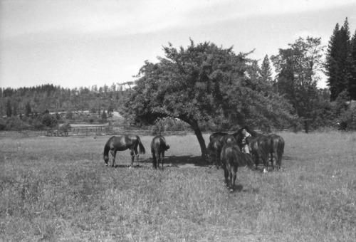 Click to see PIC 6-LOM 50 of Loma Rica Ranch (PIC 6-LOM)
