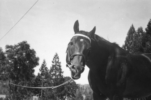 Click to see PIC 6-LOM 51 of Loma Rica Ranch (PIC 6-LOM)