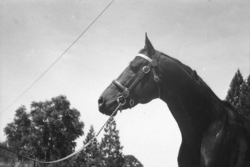 Click to see PIC 6-LOM 52 of Loma Rica Ranch (PIC 6-LOM)