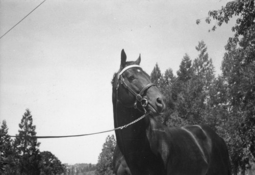 Click to see PIC 6-LOM 53 of Loma Rica Ranch (PIC 6-LOM)
