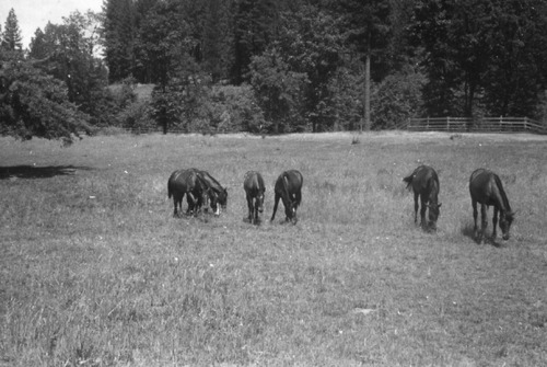 Click to see PIC 6-LOM 57 of Loma Rica Ranch (PIC 6-LOM)