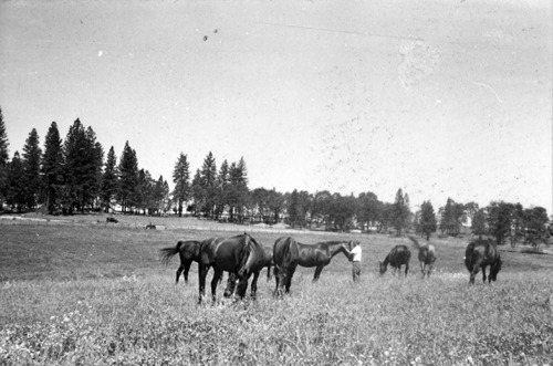 Click to see PIC 6-LOM 59 of Loma Rica Ranch (PIC 6-LOM)