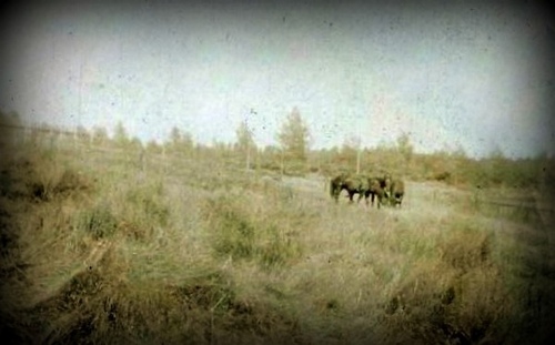 Click to see PIC 6-NOELL 22 of Noell family (PIC 6-NOELL)