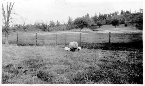 Click to see PIC 6-RUCK 38 of Edna Ruck photo Collection (PIC 6-RUCK)