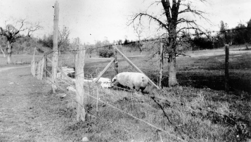 Click to see PIC 6-RUCK 58 of Edna Ruck photo Collection (PIC 6-RUCK)