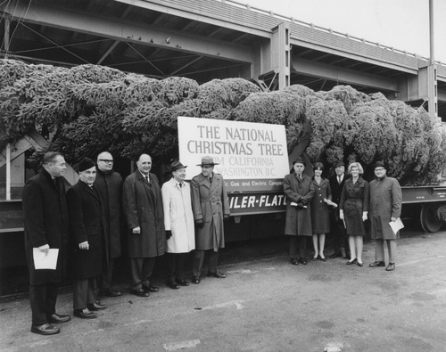 National Christmas Tree from Nevada County (PIC 6-TREE)
