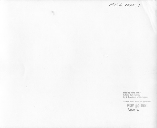 Click to see PIC 6-TREE 1-BACK of National Christmas Tree from Nevada County (PIC 6-TREE)