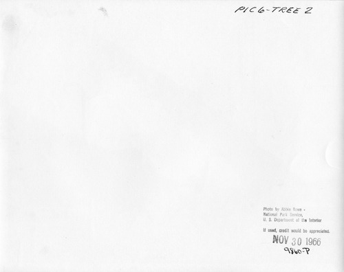 Click to see PIC 6-TREE 2-BACK of National Christmas Tree from Nevada County (PIC 6-TREE)