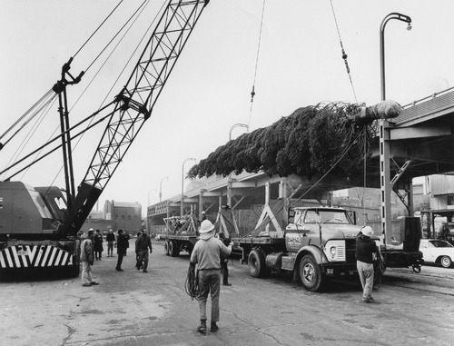 Click to see PIC 6-TREE 3 A&B of National Christmas Tree from Nevada County (PIC 6-TREE)