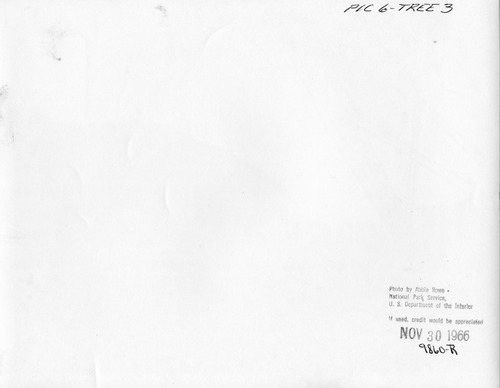 Click to see PIC 6-TREE 3-BACK of National Christmas Tree from Nevada County (PIC 6-TREE)