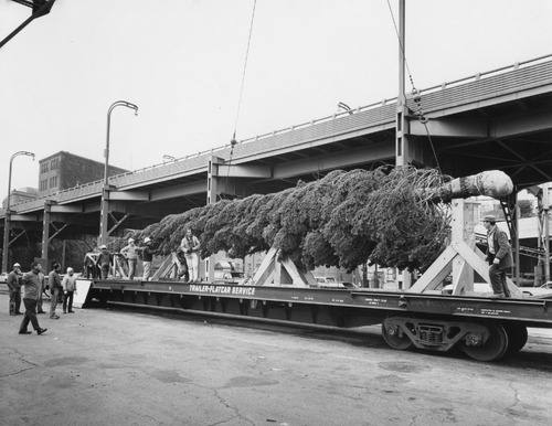 Click to see PIC 6-TREE 4 A&B of National Christmas Tree from Nevada County (PIC 6-TREE)