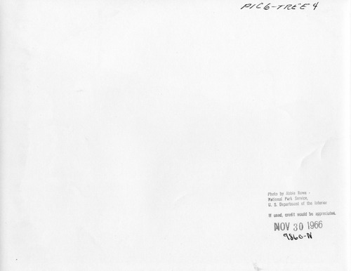 Click to see PIC 6-TREE 4-BACK of National Christmas Tree from Nevada County (PIC 6-TREE)