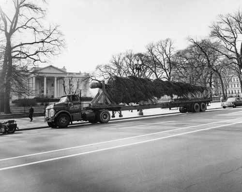 Click to see PIC 6-TREE 5 A&B of National Christmas Tree from Nevada County (PIC 6-TREE)