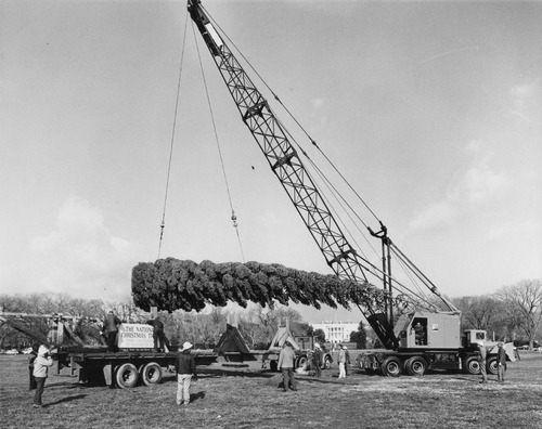 Click to see PIC 6-TREE 6 A&B of National Christmas Tree from Nevada County (PIC 6-TREE)