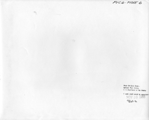 Click to see PIC 6-TREE 6-BACK of National Christmas Tree from Nevada County (PIC 6-TREE)