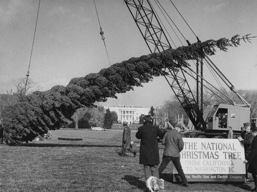 Click to see PIC 6-TREE 7 A&B of National Christmas Tree from Nevada County (PIC 6-TREE)