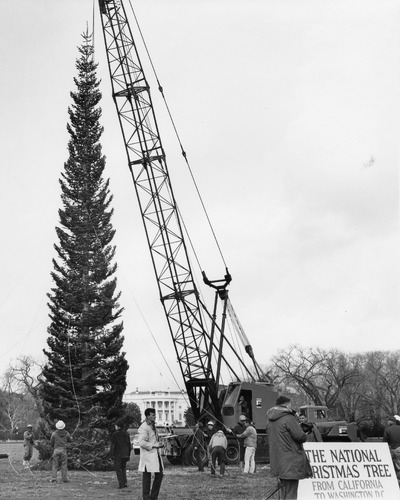 Click to see PIC 6-TREE 8 A&B of National Christmas Tree from Nevada County (PIC 6-TREE)