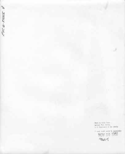 Click to see PIC 6-TREE 8-BACK of National Christmas Tree from Nevada County (PIC 6-TREE)