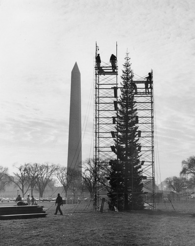 Click to see PIC 6-TREE 9 A&B of National Christmas Tree from Nevada County (PIC 6-TREE)