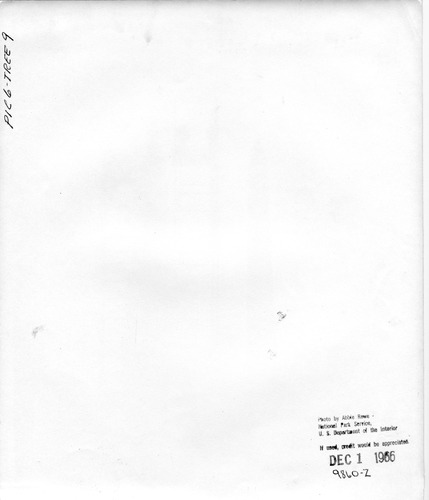 Click to see PIC 6-TREE 9-BACK of National Christmas Tree from Nevada County (PIC 6-TREE)