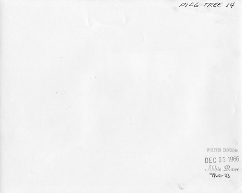 Click to see PIC 6-TREE 14-BACK of National Christmas Tree from Nevada County (PIC 6-TREE)