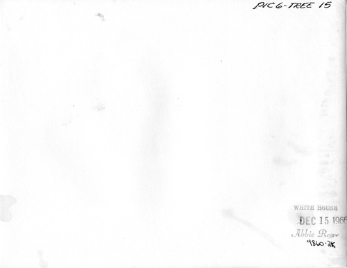 Click to see PIC 6-TREE 15-BACK of National Christmas Tree from Nevada County (PIC 6-TREE)