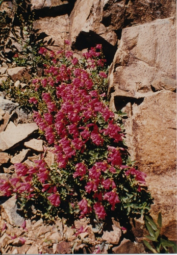 Click to see PIC 7-CARTER 94-9 of Sierra County (PIC 7-CARTER 94)