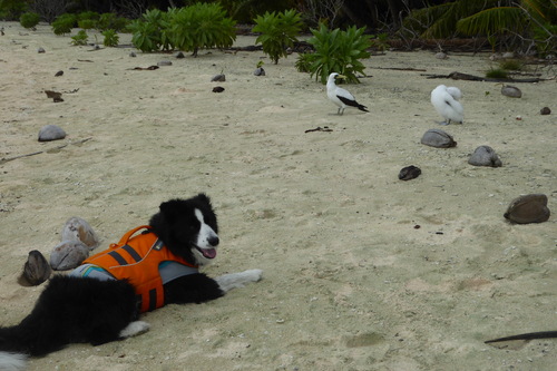 2022-04-21 - Caine Search for Amelia Earhart with John Grebenkemper - Kayle on the beach